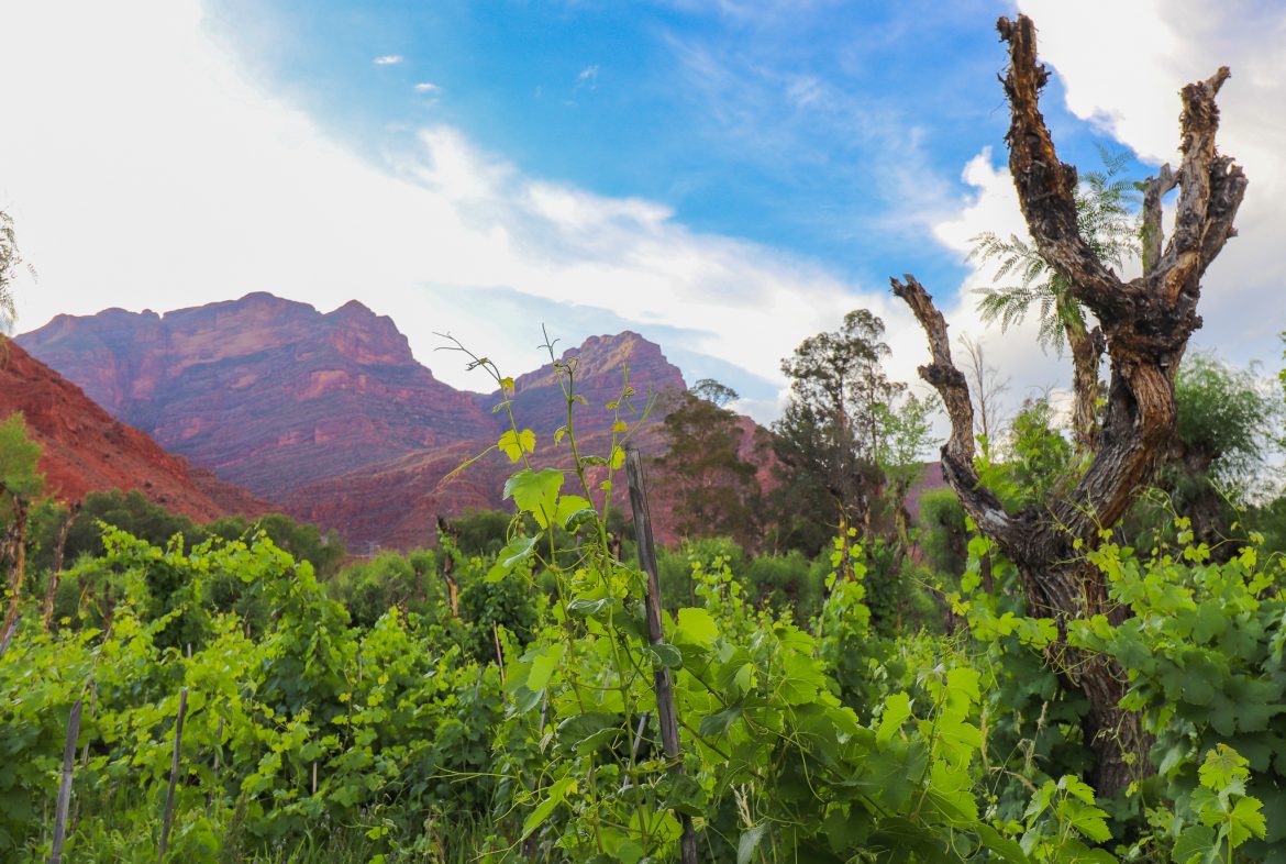 La Encantada, historischer Weinberg im Cinti-Tal in Bolivien