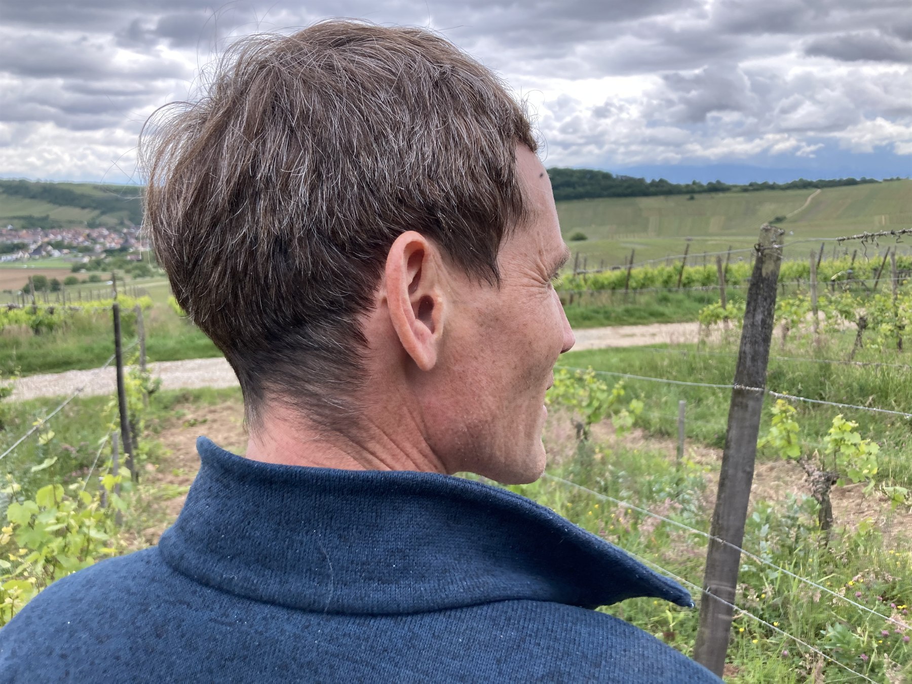 Blick über einen Weinberg am Oberrhein mit einem Besucher im Vordergrund