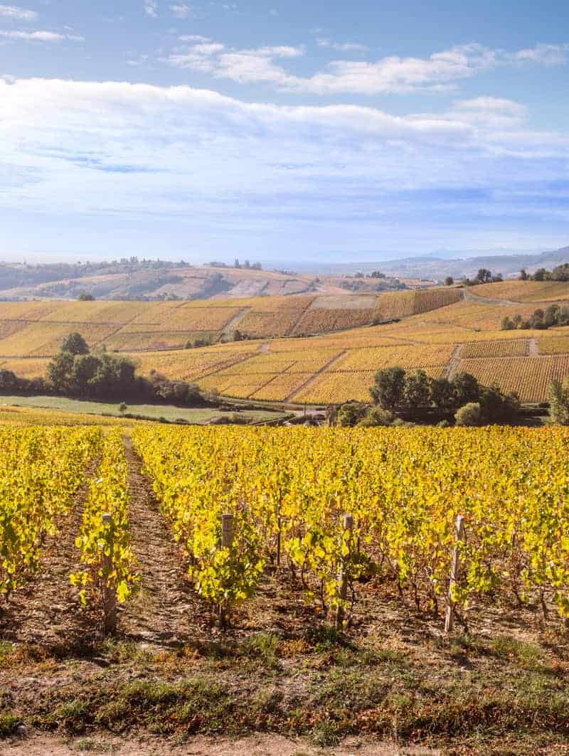 2021 Burgund – seltsames Weinjahr, gutes Weinjahr