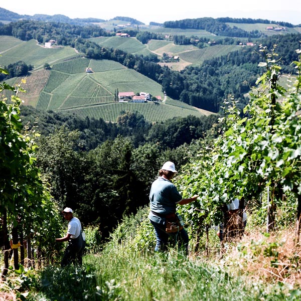 Gastbeitrag: Naturwein: Die Sehnsucht nach dem verlorenen Paradies