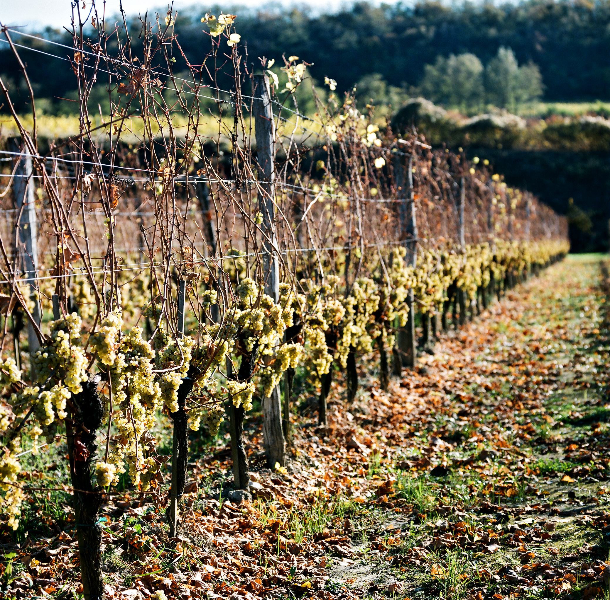 Wenig Ernte, gutes Jahr: Was 2025 für den deutschen Weinbau bedeuten könnte