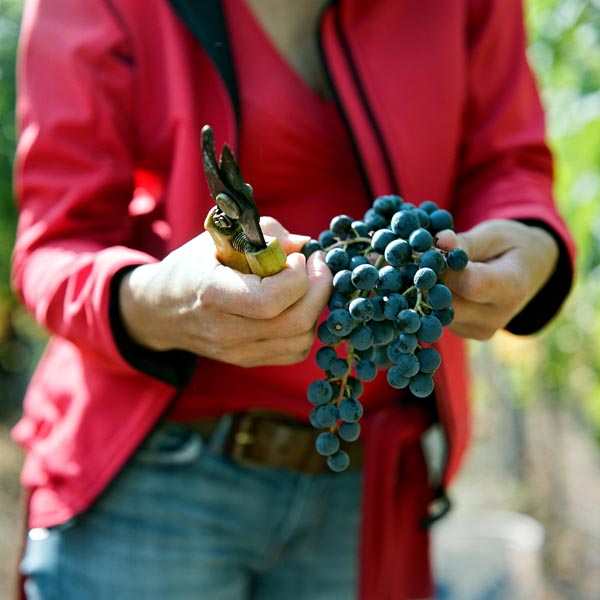 Warum Rotwein statt Totsein? Eine mögliche Kritik. Eine mögliche Antwort
