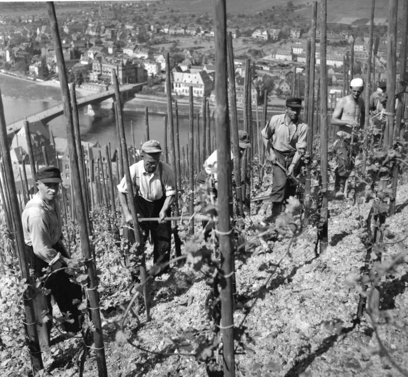 Zum Tag der Arbeit: Wein war einst im europäischen Süden das Getränk der Arbeiterschaft. Eine Erinnerung an vermeintlich klassenloses Trinken