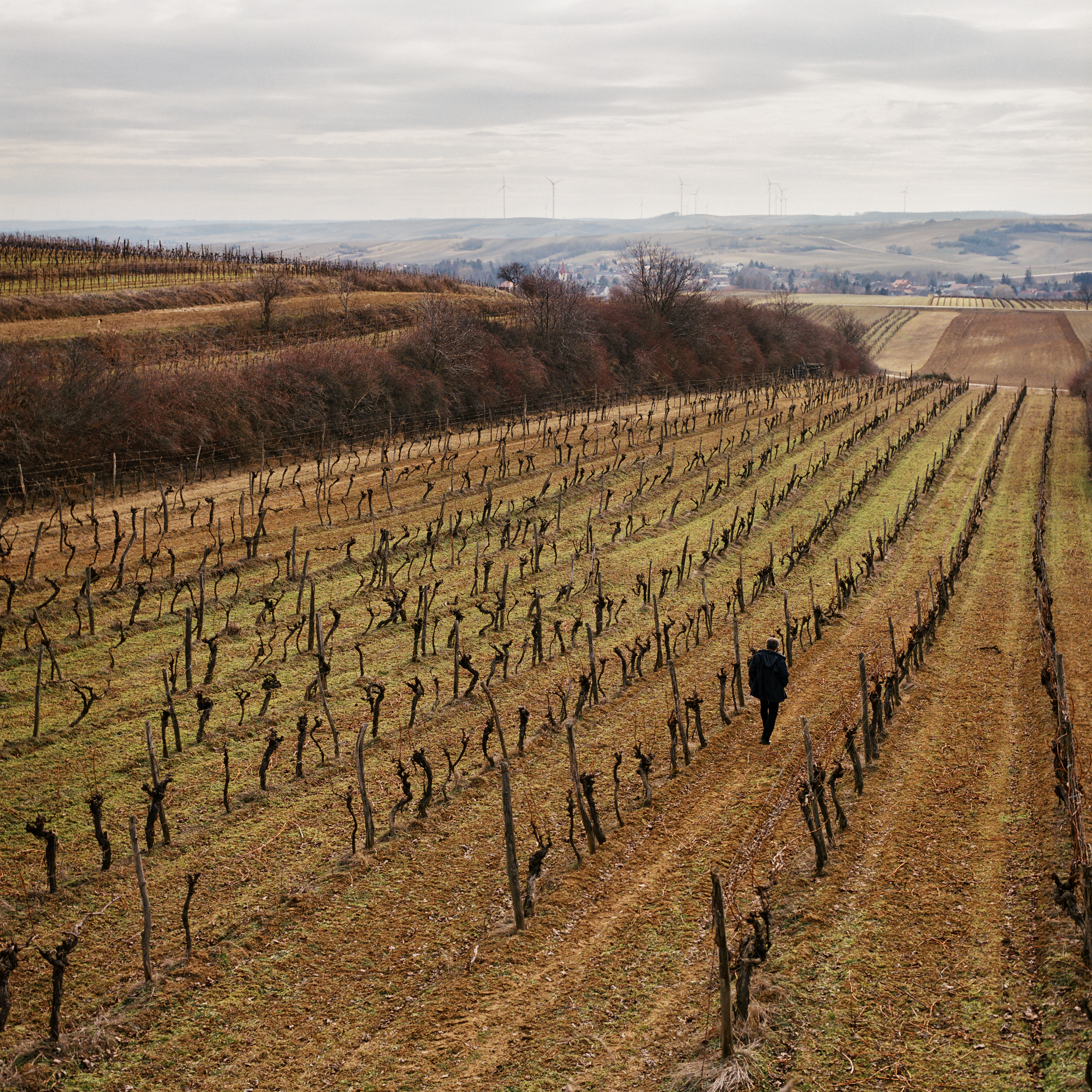 Der Weinwelt fehlt ein Plan für das Danach