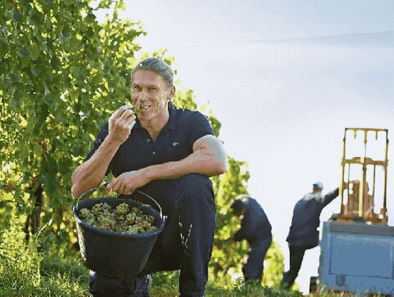 Der ganz normale Wahnsinn: deutsche Weinbaubürokratie am Fall Van Volxem
