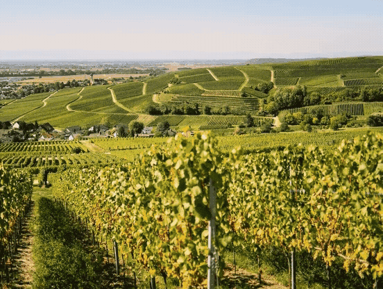 Nachlese, Vorschau und Ankündigung einer WELT am SONNTAG Serie: das Markgräflerland – eine Region, die viel mehr Aufmerksamkeit verdient