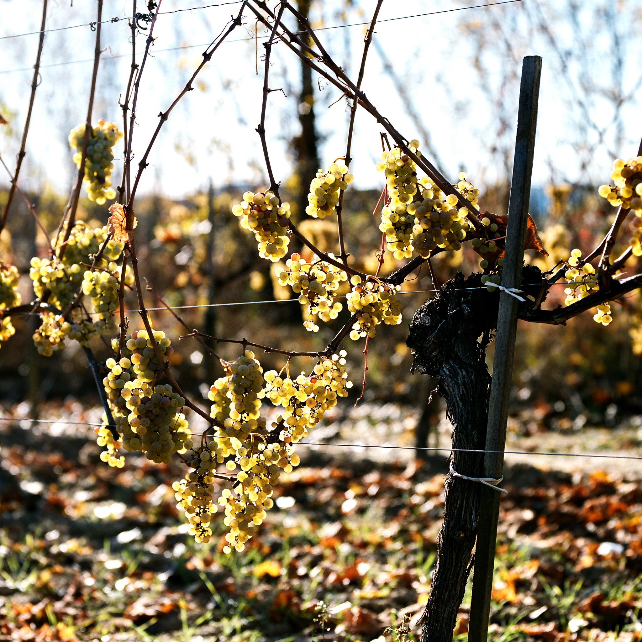 Regen. Der fehlt. Was hat das für den Weinbau zu bedeuten? Ein Kommentar von Gerhard Retter